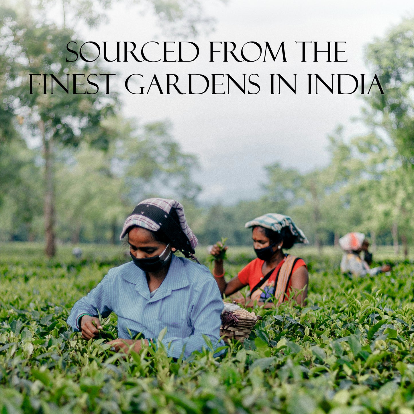 Make Your 3 Teas Combo