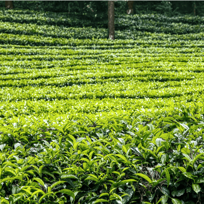 From Assam's Heartlands: Unveiling Parasbaagh’s Tea Plantations Journey