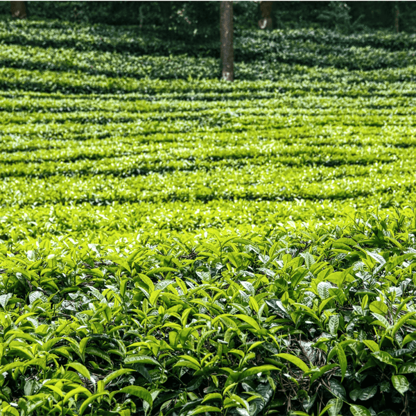 From Assam's Heartlands: Unveiling Parasbaagh’s Tea Plantations Journey