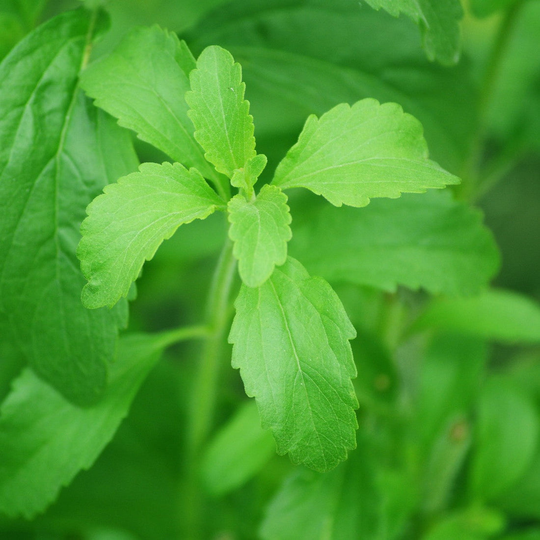 Stevia: The Natural Sweetener for Your Perfect Cup of Tea