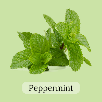 Peppermint leaves tea