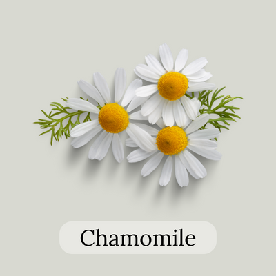 Chamomile flowers tea