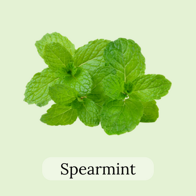 Fresh spearmint leaves tea