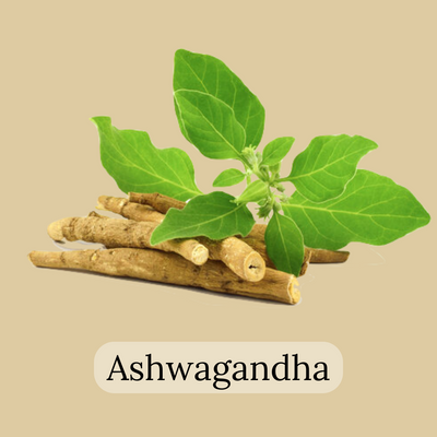 Ashwagandha roots tea