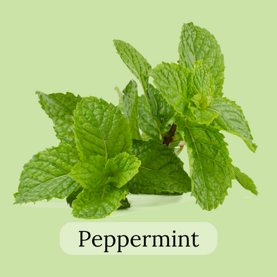 peppermint leaves tea