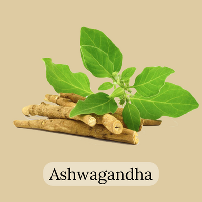 ashwagandha root tea